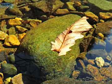 东风快递进入发射阵位画面曝光，东风快递发射阵位画面曝光，快递巨头的战略部署