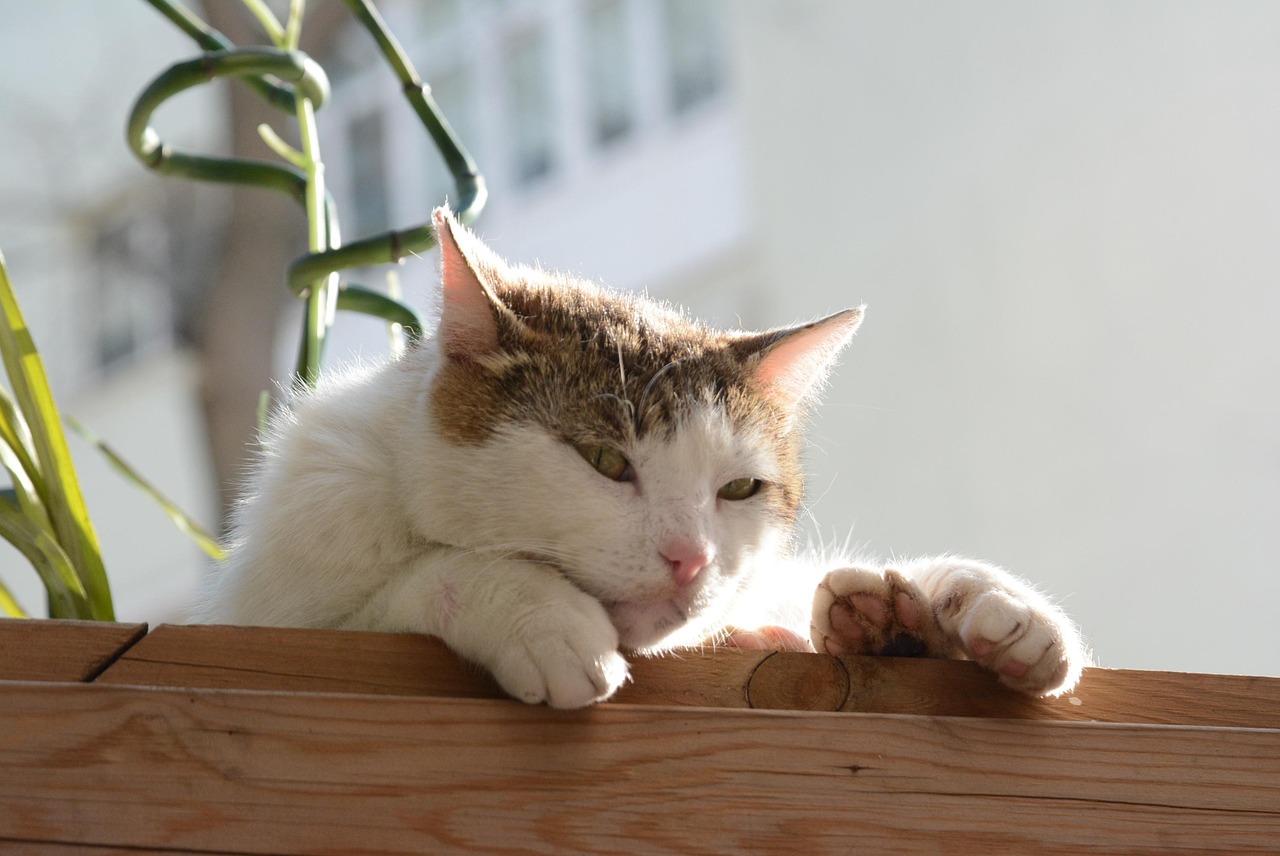 狸花猫把橘猫踢成直立形态，狸花猫与橘猫的激烈对决，瞬间变身直立姿态的橘猫挑战